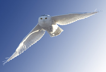 Image showing Snowy Owl in Flight