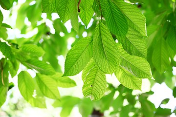 Image showing Leaves