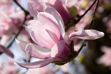 Image showing Magnolia