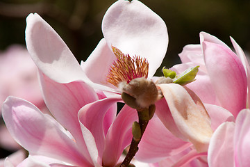 Image showing Magnolia