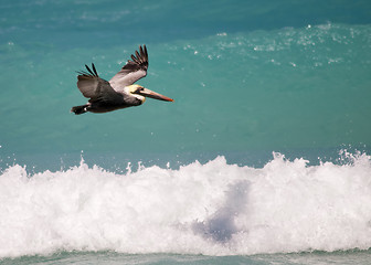 Image showing Pelican