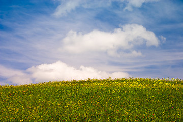 Image showing Sommerliche Blumenwiese unter blauem Himmel