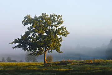 Image showing Alleinstehender Baum in einem Moor am Morgen