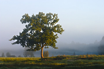 Image showing Solitary tree in a moor in the morning