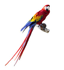 Image showing Parrot