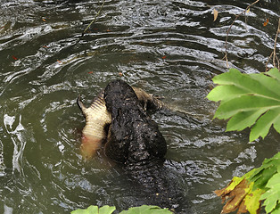 Image showing Alligator Hunting