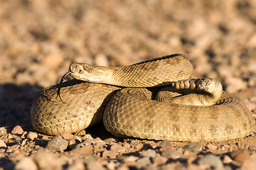 Image showing Coiled up rattlesnake