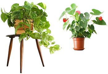 Image showing Houseplants 2 for 1