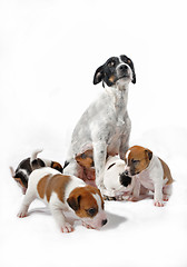 Image showing mother and puppies jack russel terrier