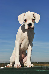 Image showing white puppy boxer