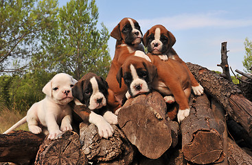 Image showing five puppies boxer