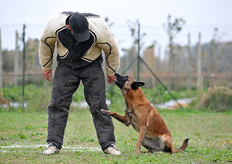 Image showing malinois and man in attack