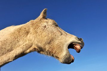 Image showing Yawning horse