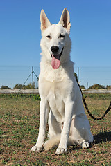 Image showing Swiss shepherd 