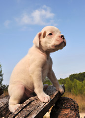 Image showing puppy boxer