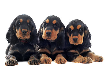 Image showing puppies english cocker