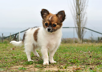 Image showing puppy chihuahua