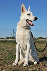 Image showing Swiss shepherd 