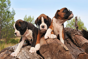 Image showing puppies boxer