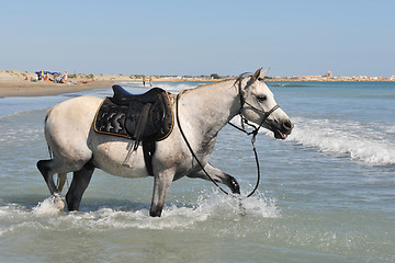 Image showing arabian horse