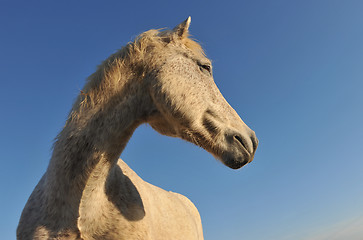 Image showing Camargue horse