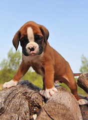 Image showing puppy boxer