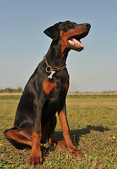 Image showing young doberman