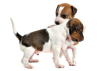 Image showing puppies jack russel terrier