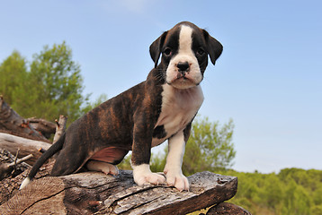 Image showing puppy boxer