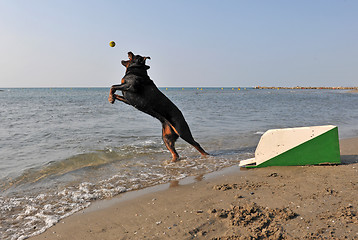 Image showing flyball on the beach
