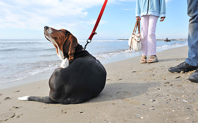 Image showing dog scratching on the beach