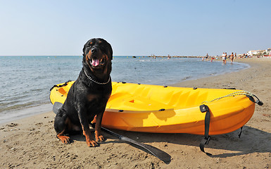 Image showing rottweiler on the beach