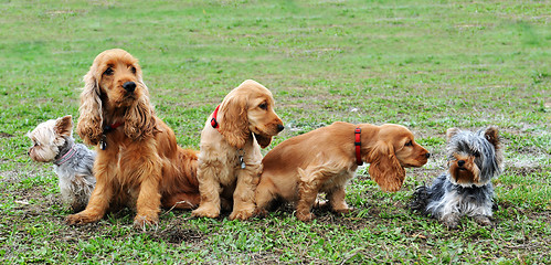 Image showing five little dogs