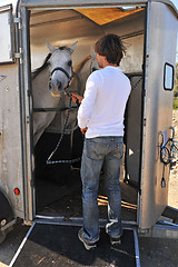 Image showing man, horses and trailer