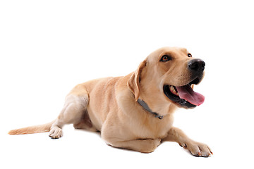 Image showing labrador retriever