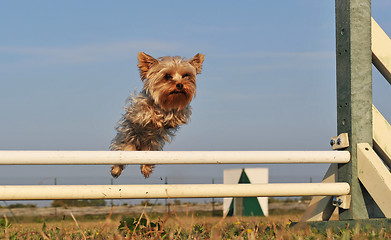 Image showing jumping yorkshire