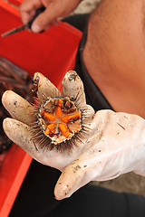 Image showing opening an urchin