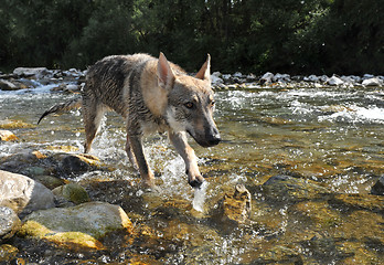 Image showing wolf in a river