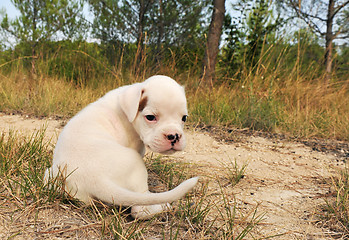 Image showing puppy white bower