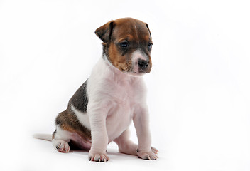 Image showing puppy jack russel terrier