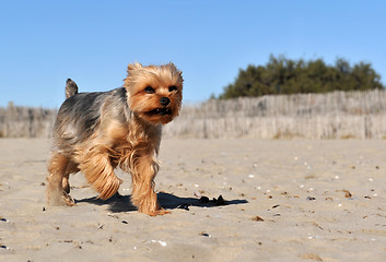 Image showing yorkshire terrier on a beach