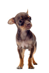 Image showing puppy chihuahua