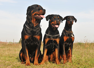 Image showing three guard dogs