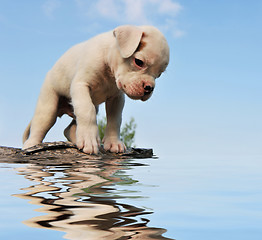 Image showing puppy boxer and water