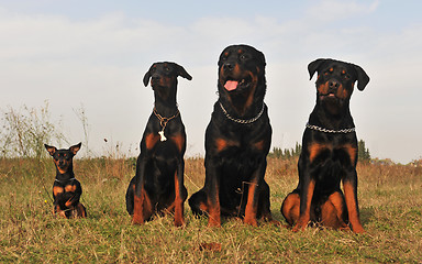 Image showing three guard dogs and pinsher