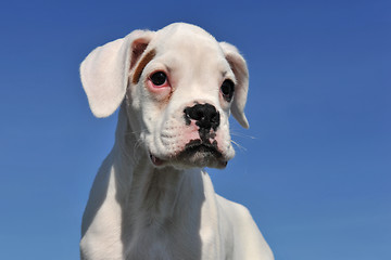 Image showing white puppy boxer