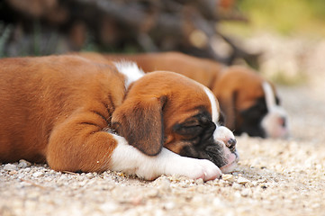 Image showing puppies boxer