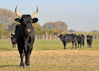 Image showing Camargue bull