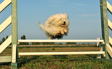 Image showing maltese dog in agility