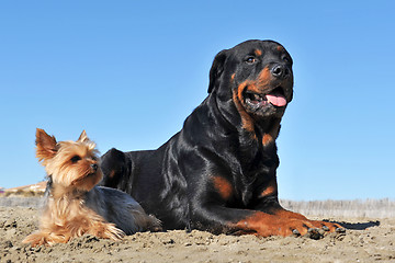 Image showing rottweiler and yorkshire terrier